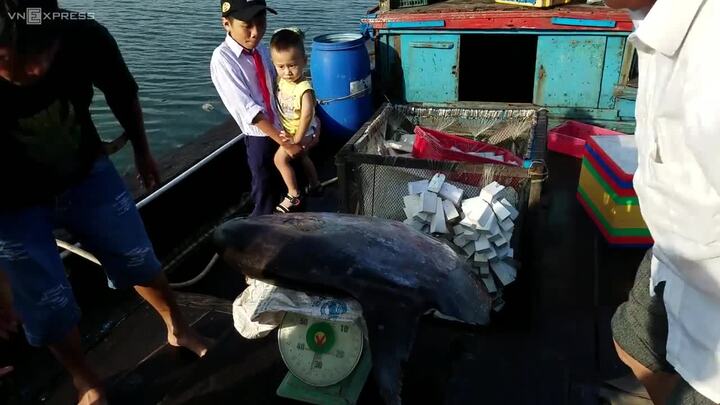 Ngư dân Huế câu được cá hiếm, nặng 32 kg