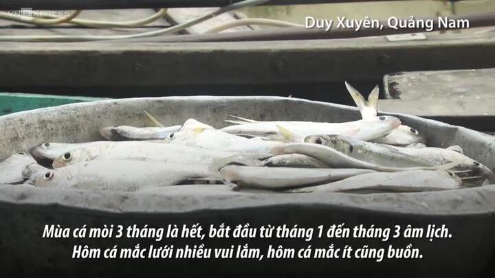 Theo chân người dân săn cá mòi bơi ngược dòng ở Quảng Nam