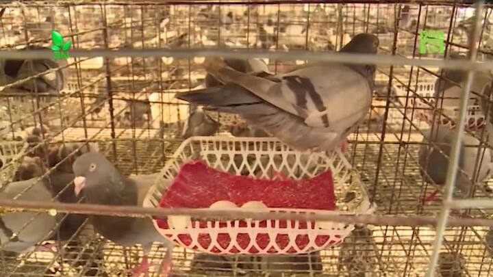 Cho chim bồ câu đẻ 'vỡ kế hoạch', anh nông dân thu tiền tỷ