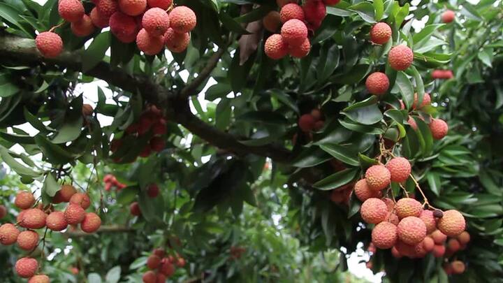 Video: Kiếm bộn tiền, đổi đời nhờ tuyệt chiêu ép vải thiều ra quả ở thân