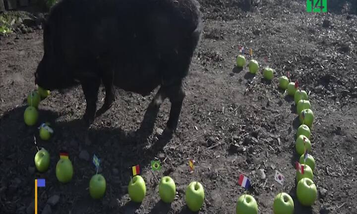 Mèo điếc, lợn đen trổ tài dự đoán kết quả World Cup 2018