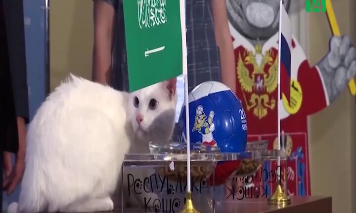 Mèo điếc tiên tri thần kỳ, dự đoán 3 trận World Cup đúng cả 3