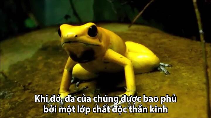Nhận dạng loài ếch tiết chất độc thần kinh đủ đoạt mạng 20 người trưởng thành
