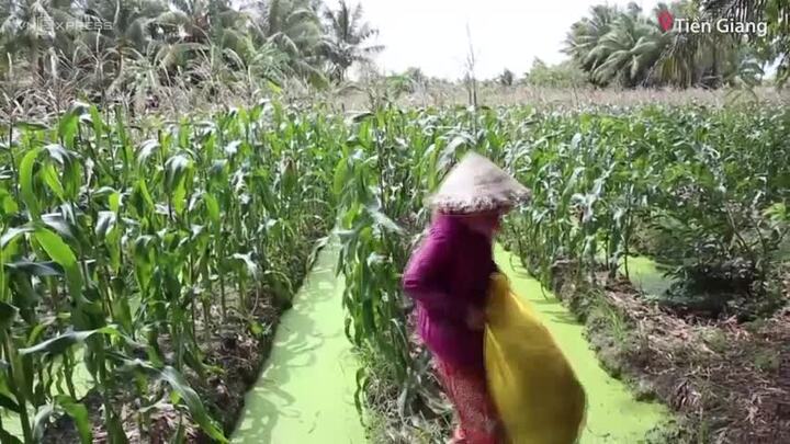 Trồng bắp nữ hoàng đỏ thu hàng trăm triệu mỗi vụ