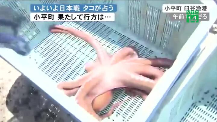 Đoán đúng 3 trận của đội nhà, bạch tuộc tiên tri vẫn vào nồi