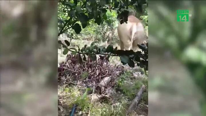 Clip: Voi rừng kéo đến phá sập nhà cửa, tấn công chủ nhà ở Đồng Nai