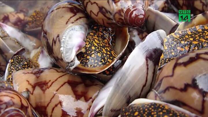 Cô giáo trẻ chết sau khi ăn ốc lạ: Chất độc trong ốc có sức hủy diệt khủng khiếp