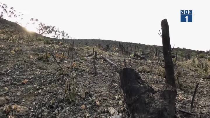 Video: Hàng ngàn ha rừng Quảng Ninh bị phá do đâu?