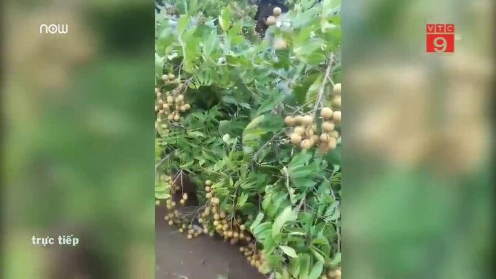 Clip: Truy tìm nguyên nhân vườn nhãn trĩu quả tan hoang sau 1 đêm