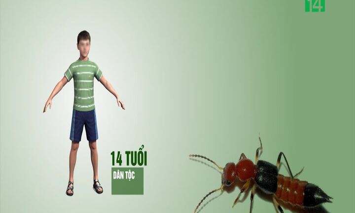 Clip: Dùng rượu ngâm kiến ba khoang chữa bệnh, thiếu niên bị loét vùng kín