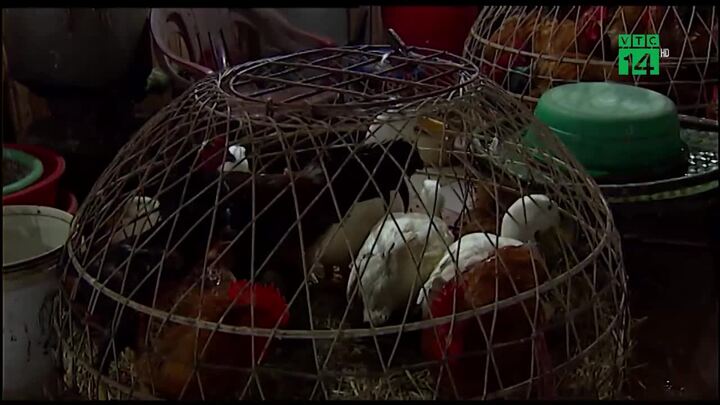 Hải Phòng: Hồn nhiên mua bán gia cầm ngay trong vùng dịch cúm A/H5N6