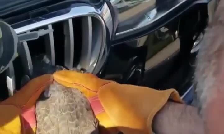 Video: Cưa ô tô, cứu chim mắc kẹt vào đầu xe