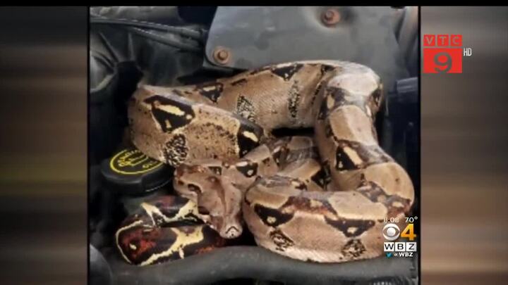 Clip: Mở mui ô tô, hoảng hồn thấy trăn Nam Mỹ cuộn tròn bên trong