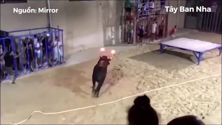 Clip: Bị đốt sừng, bò tót nổi điên húc tung cô gái