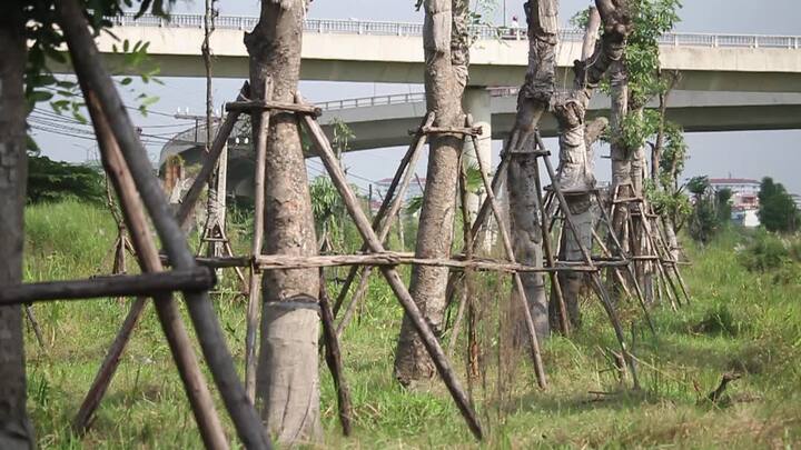 Video: Xà cừ cổ thụ chết khô sau khi đánh chuyển ở Hà Nội
