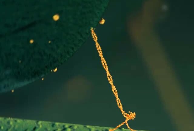 Hạnh phúc có 'hình dáng' thế nào?