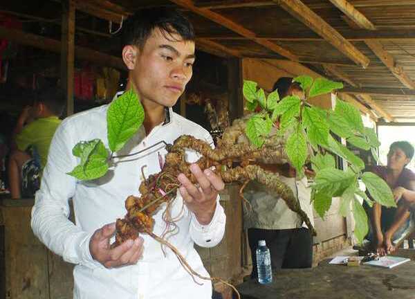 Đào được củ sâm Ngọc Linh 'khủng' 100 năm tuổi, bán hàng trăm triệu