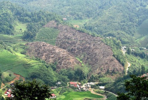 Phó Thủ tướng Trương Hòa Bình: Phải xử lý nghiêm vụ phá rừng ở Bắc Kạn