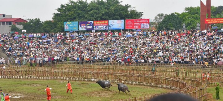 Biển người đổ về xem lễ hội chọi trâu cổ nhất Việt Nam