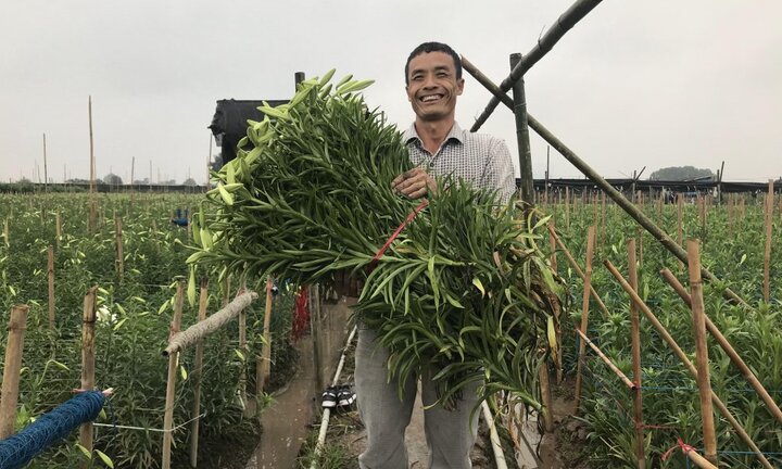 Ảnh: Hoa loa kèn bung nở, nông dân Tây Tựu phấn khởi được mùa