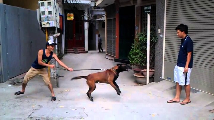 Chó cắn chết người liên tiếp, ngăn chặn bằng cách nào?