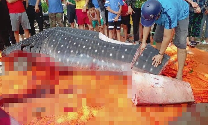 Thực hư ngư dân Thanh Hóa xẻ thịt cá voi quý hiếm khiến dư luận phẫn nộ