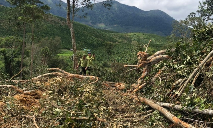 Khởi tố vụ án phá rừng phòng hộ ở Lâm Đồng