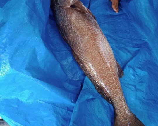 Bắt được cá nghi sủ vàng nặng hơn 10kg