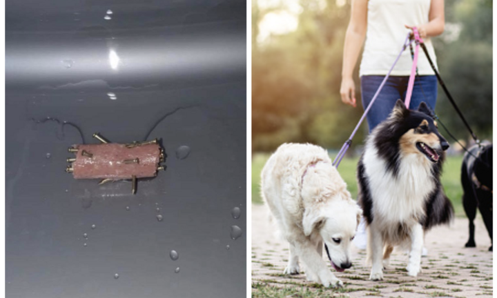 Cắm đinh vào thức ăn, chiêu trò 'bẫy' chó tại châu Âu