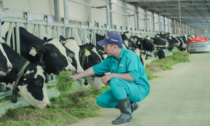 Bò sữa tại Resort của Vinamilk cũng… 'ăn Tết'