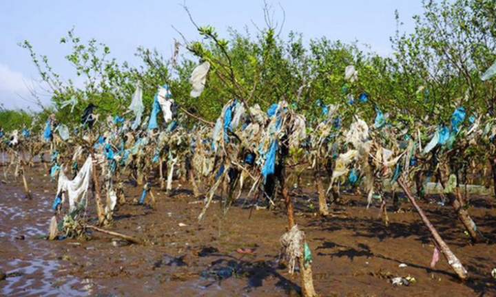 Video: Rừng phòng hộ ven biển ngập ngụa trong túi nilon ở Thanh Hoá