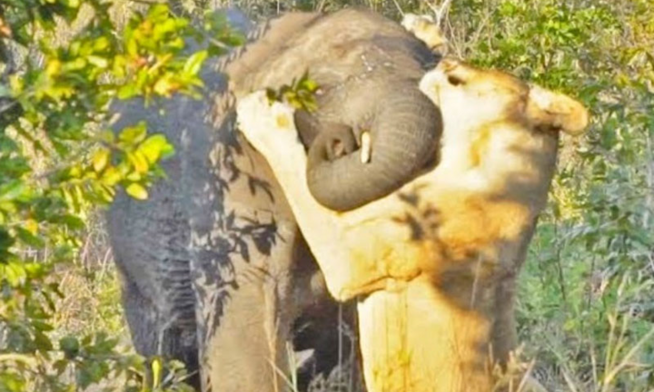 Video: Voi nhỏ nỗ lực thoát thân trước sự cắn xé điên cuồng của sư tử