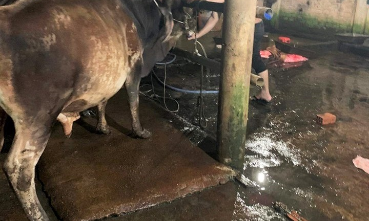 Bắt quả tang hàng loạt lò mổ bơm nước vào bụng bò để tăng trọng