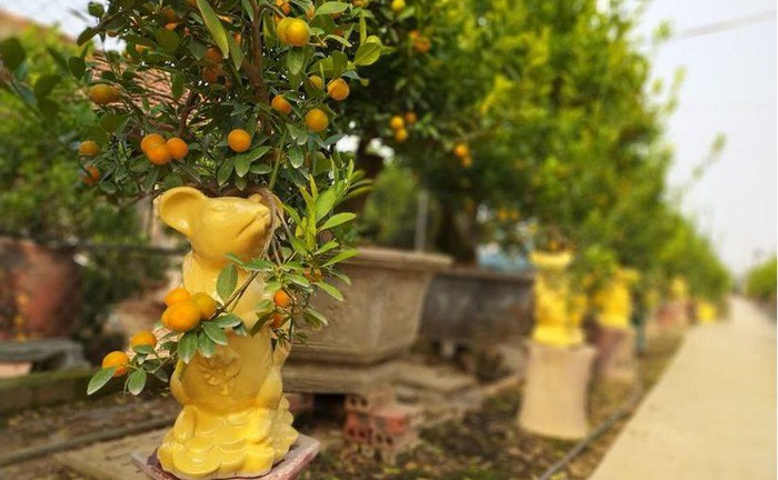 'Chuột vàng cõng quất' 6 triệu đồng/chậu vẫn nườm nượp khách mua