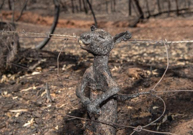 Cháy rừng Australia: Những hình ảnh ám ảnh chỉ có trong phim ngày tận thế