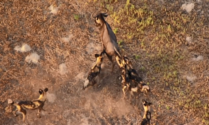 Video: Màn rượt đuổi đầy kịch tính giữa đàn chó hoang châu Phi và linh dương đầu bò