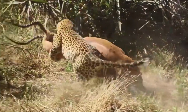 Video: Báo hoa mai trổ tài săn linh dương Impala trong chớp mắt