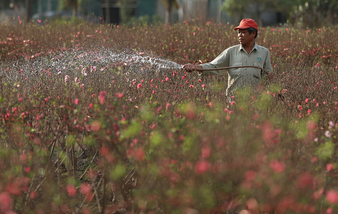Hoa đào nở sớm, nông dân Hà Nội lo mất Tết