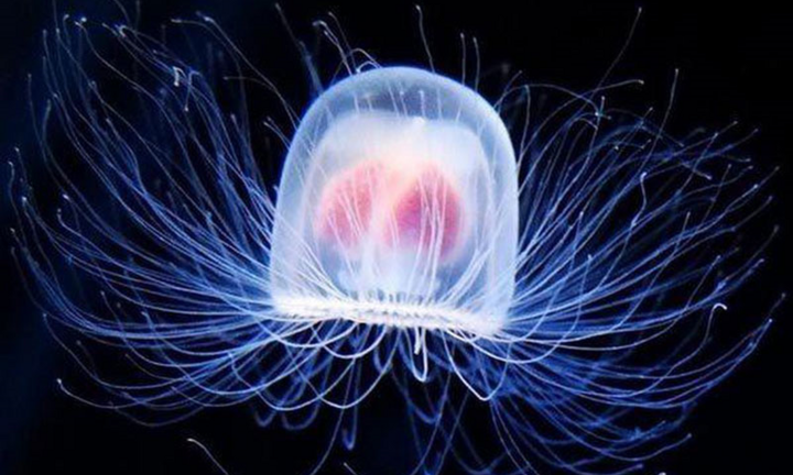 Video: 10 loài động vật sống lâu nhất thế giới tự nhiên