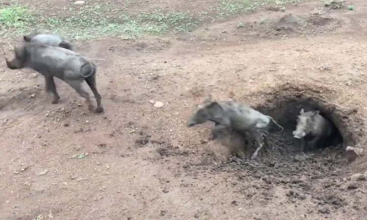 Video: Lợn rừng nhung nhúc chui ra từ hang đất