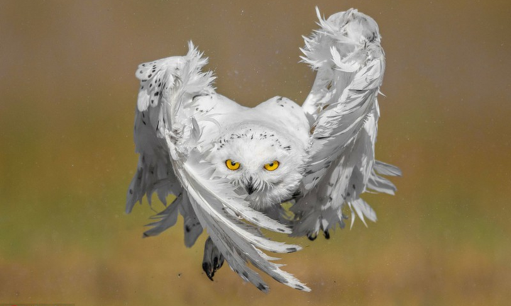 Cận cảnh pha săn mồi nhanh như chớp của cú tuyết