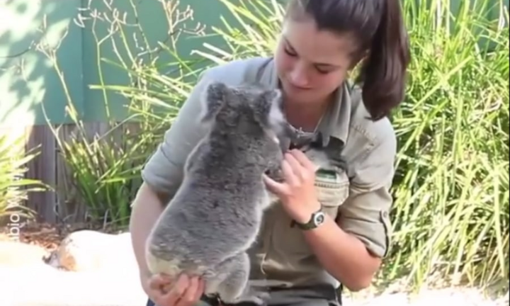 Clip: Gấu Koala nũng nịu ôm nữ cứu hộ viên tại Australia