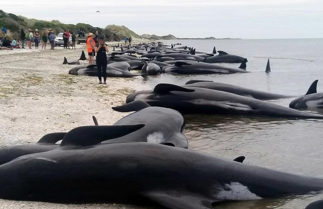 Vì sao cá voi vào bờ 'tự sát' tập thể?