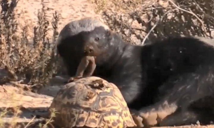 Video: Lửng mật ong 'trổ tài' ăn thịt rùa