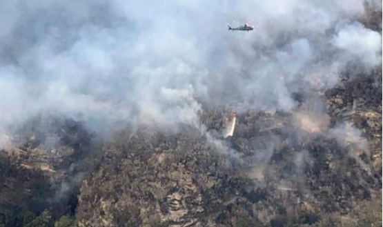 Australia cứu thành công 'thông khủng long' quý hiếm khỏi thảm kịch cháy rừng