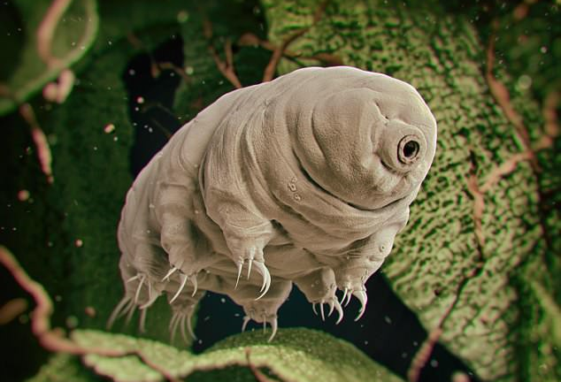 Sinh vật 'bất tử' chỉ thực sự chết khi Mặt Trời nổ tung