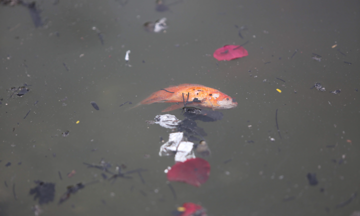 Cá chép tiễn Táo quân vừa thả đã chết nổi trên mặt hồ Thủ đô