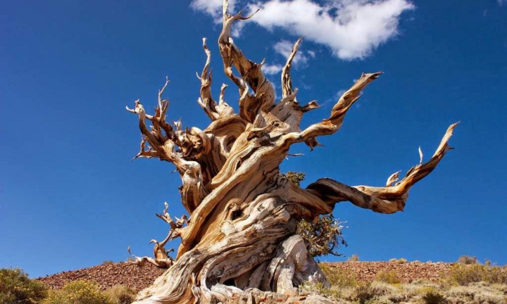 Bí ẩn loài cây sống cả nghìn năm tuổi