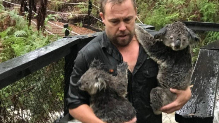 Hết cháy rừng, koala lại oằn mình chống lũ lụt