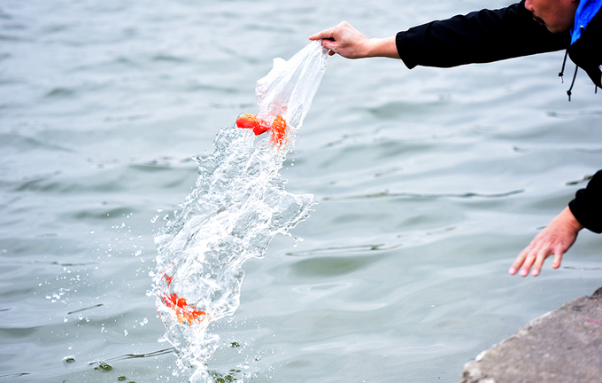 Video: Muôn kiểu thả cá chép tiễn ông Táo chầu trời